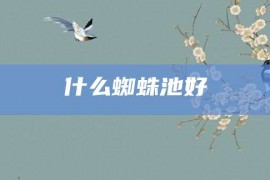 什么蜘蛛池好