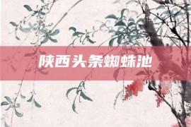 陕西头条蜘蛛池