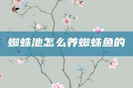 蜘蛛池怎么养蜘蛛鱼的