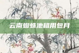 云南蜘蛛池租用包月