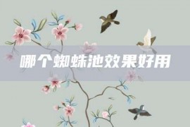 哪个蜘蛛池效果好用