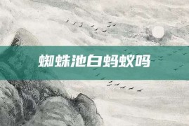 蜘蛛池白蚂蚁吗