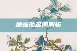 蜘蛛池名词解析