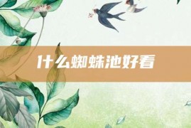 什么蜘蛛池好看