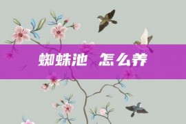 蜘蛛池 怎么养