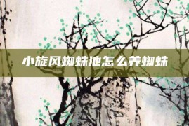 小旋风蜘蛛池怎么养蜘蛛