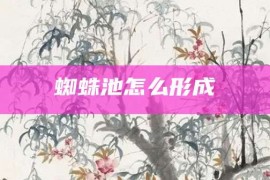 蜘蛛池怎么形成