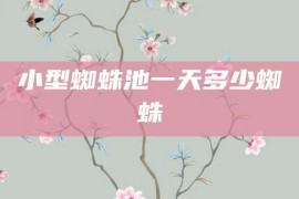 小型蜘蛛池一天多少蜘蛛