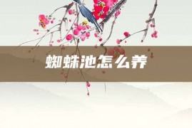 蜘蛛池怎么养