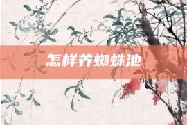 怎样养蜘蛛池