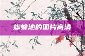 蜘蛛池的图片高清