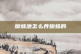 蜘蛛池怎么养蜘蛛的