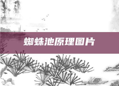 蜘蛛池原理图片